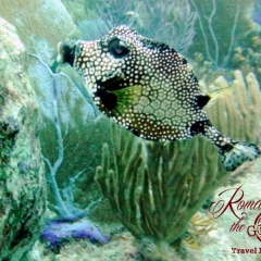 Dive - Trunkfish
