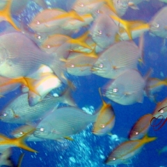 Dive - feeding frenzy