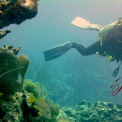 Dive - mermaid