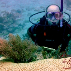 Dive - searching for brain refills