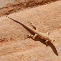 Lake Powell lizard