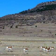 Capulin volcano antelope