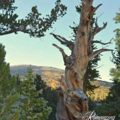 Bristlecone hike
