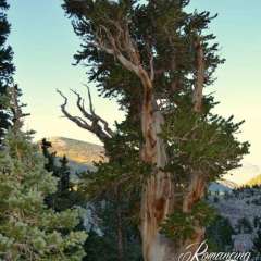 Bristlecone hike