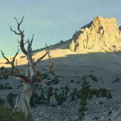 Bristlecone hike views