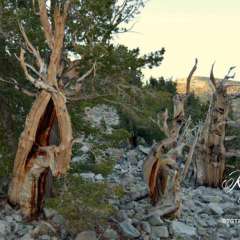 Bristlecone hike