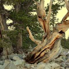 Bristlecone hike