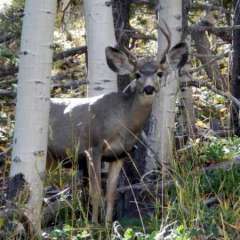 Deer at the Summit