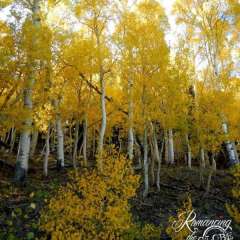 Summit beautiful colors