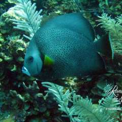 Angelfish - Belize