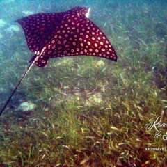 Spotted Eagle Ray - Belize, Rays were jumping out of the water around our boat, so Tom dove in, swam with them, and captured this shot